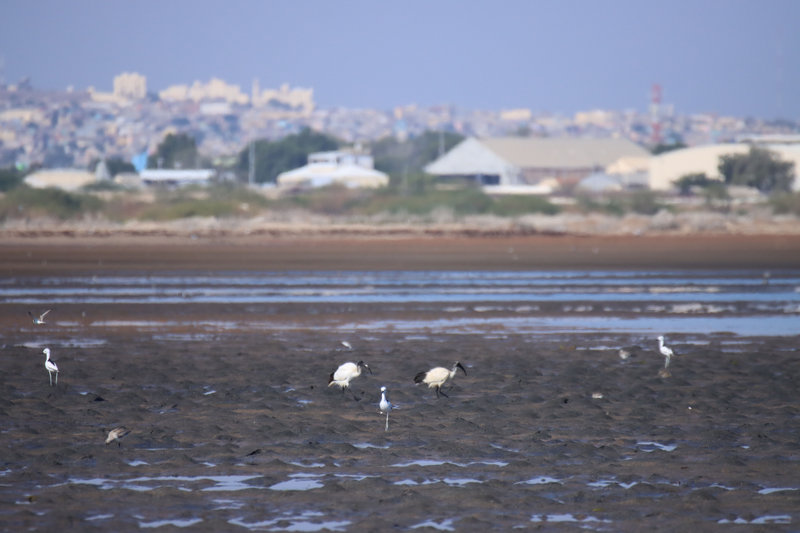 Ibis sacré et autres