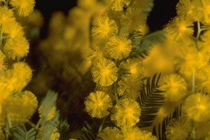 Mimosa__flor_