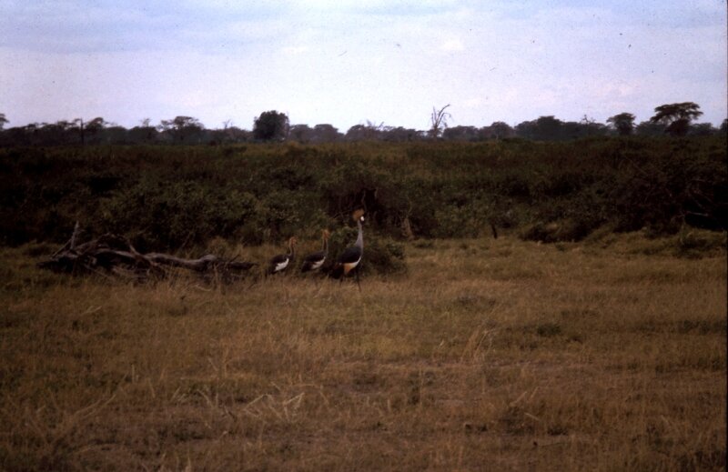 amboseli oiseaux t