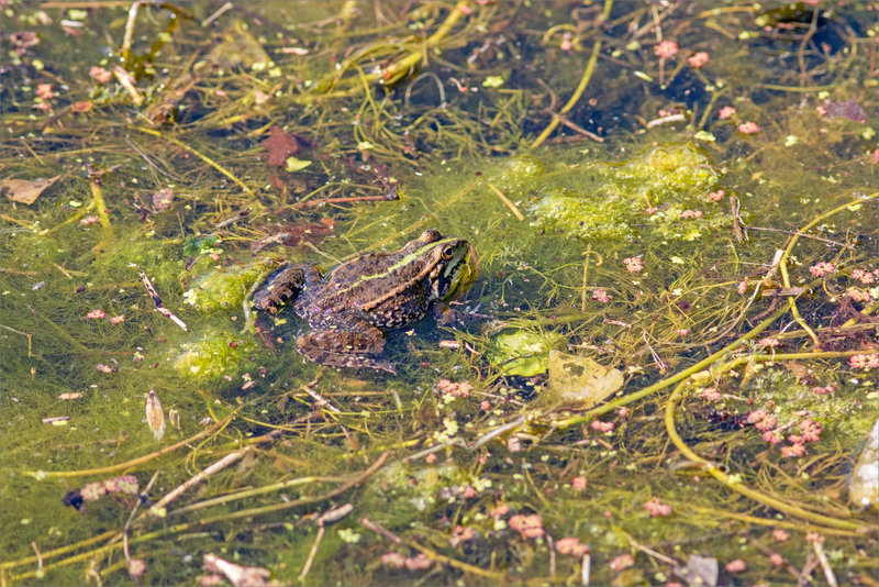 Ville grenouille verte 1 090522