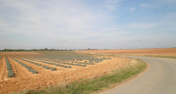 62_plateau de Valensole