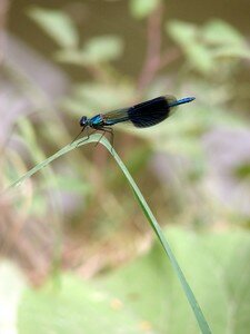 Photo_18juin2006_019_bleue