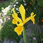 16 05 27 Iris bulbe jaune 18h06