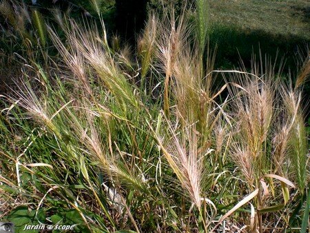 Herbes_sauvages