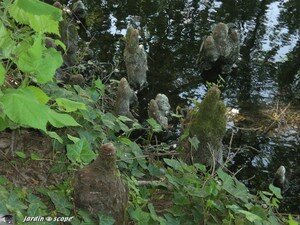 Pneumatophores