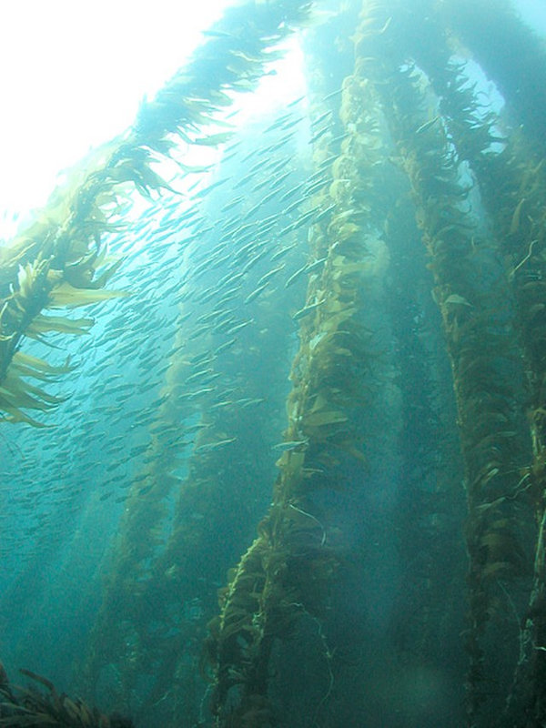 640px-Kelp_forest_and_sardines,_San_Clemente_Island,_Channel_Islands,_California