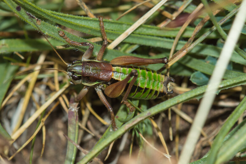 Anonconotus occidentalis mâle