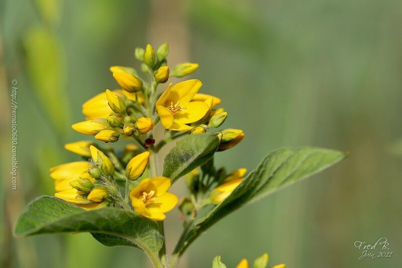 Lysimachia vulgaris