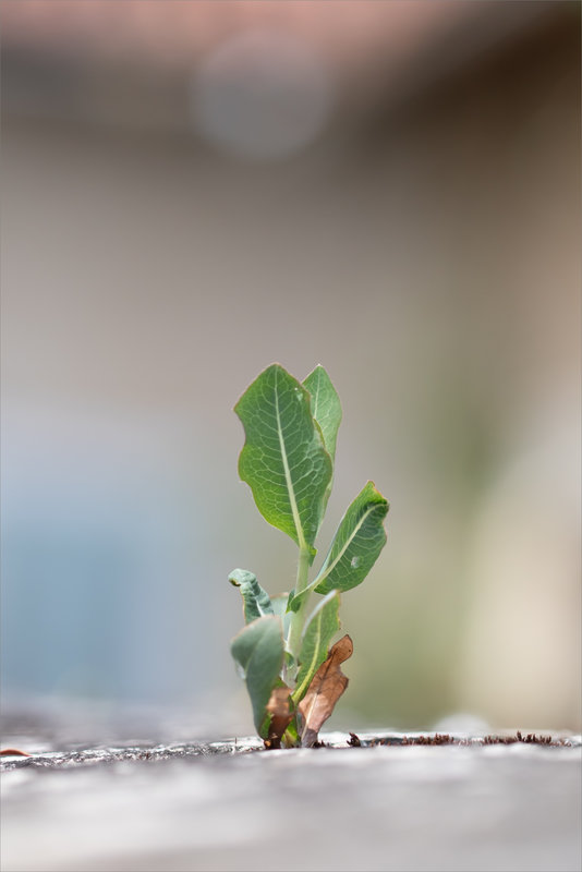macro mur plantes 3 190623
