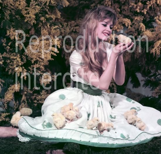 1955-poussins-par_levin-010-1
