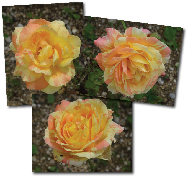 rosier mystere bicolore jaune et rose