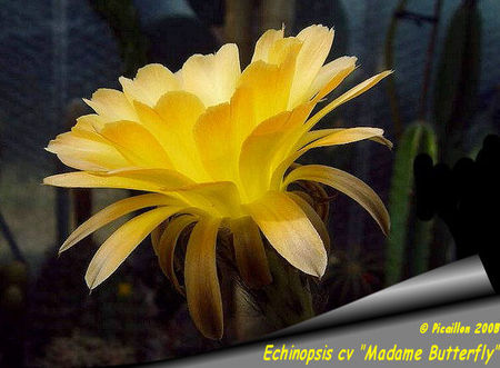 Echinopsis_cv__Madame_Butterfly__2008_C