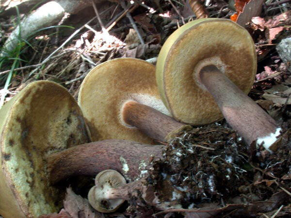 Tylopilus rigens okuyamanigaiguti021