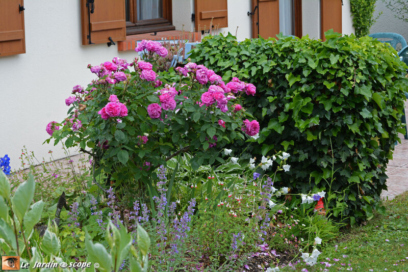Reine-des-Violettes