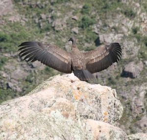 jeune_condor_essai