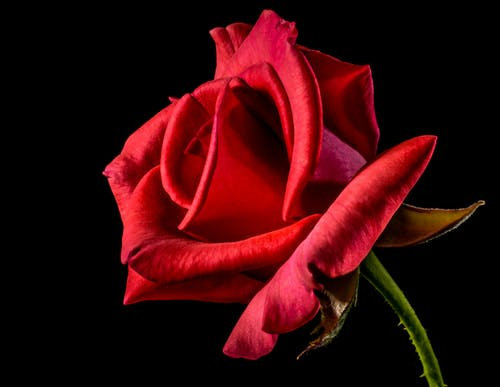 roses_1