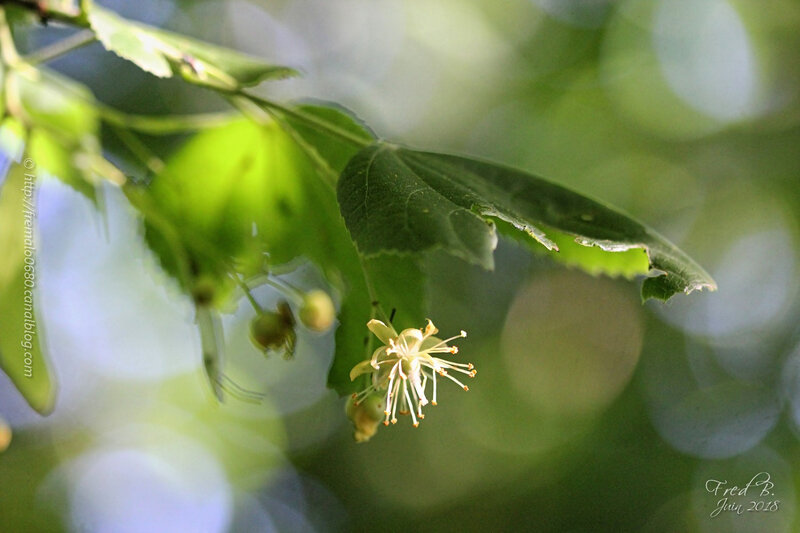 Tilia vulgaris