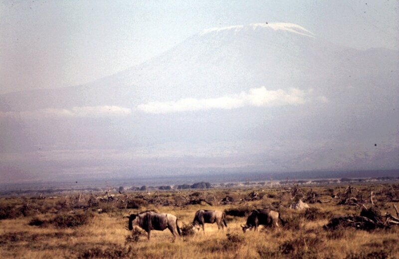 amboseli gnous kili