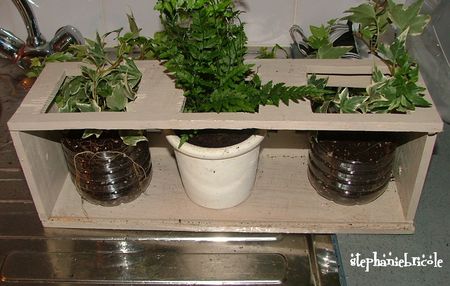 plantes_rempot_es