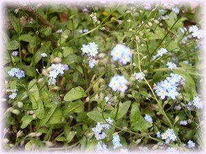 MYOSOTIS