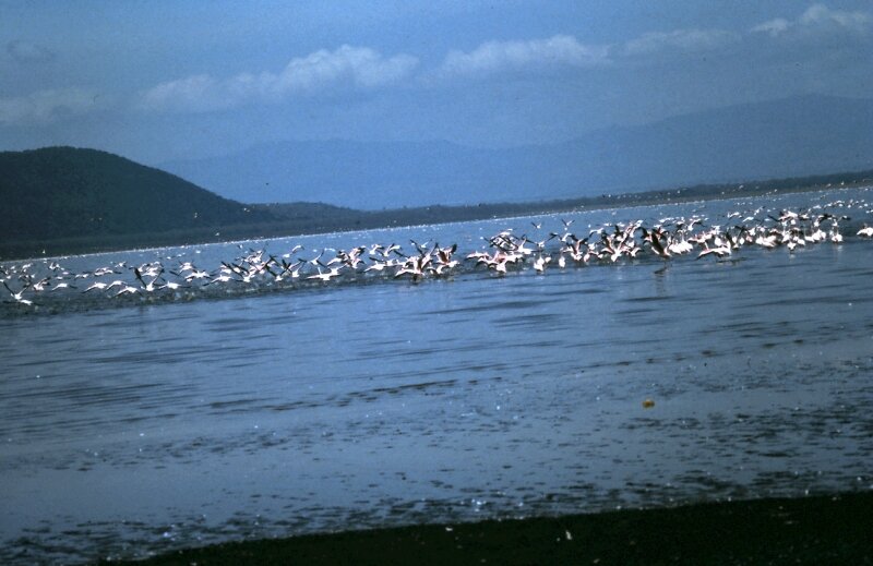nakuru flamand e