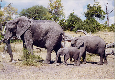 elephants_in_botswana_lg