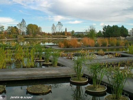 Jardin_aquatique