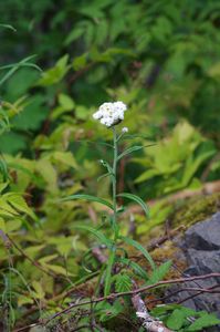 Anaphalis margaritacea