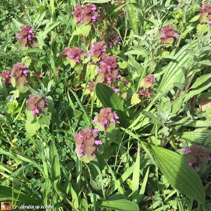 Lamier pourpre • Lamium purpureum