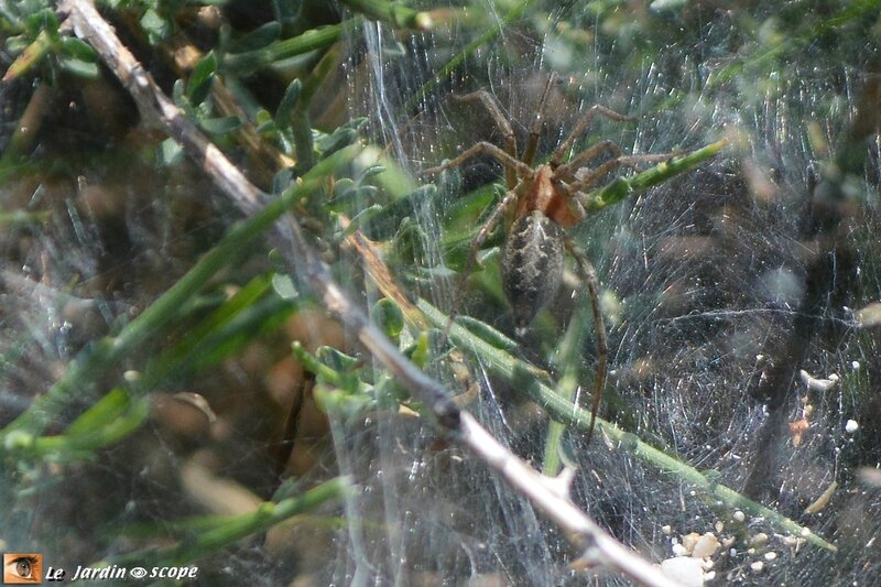 Agelena labyrinthica