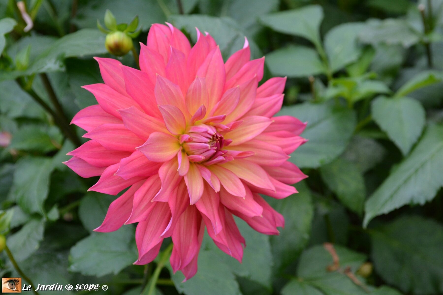 Dahlia--Nikita