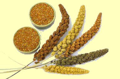 Millet 3