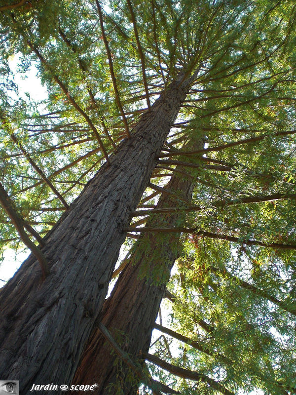 Sequoia sempervirens, l'arbre le plus haut du Loiret (46 m et 120 ans)