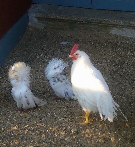 le_coq_et_ses_poules