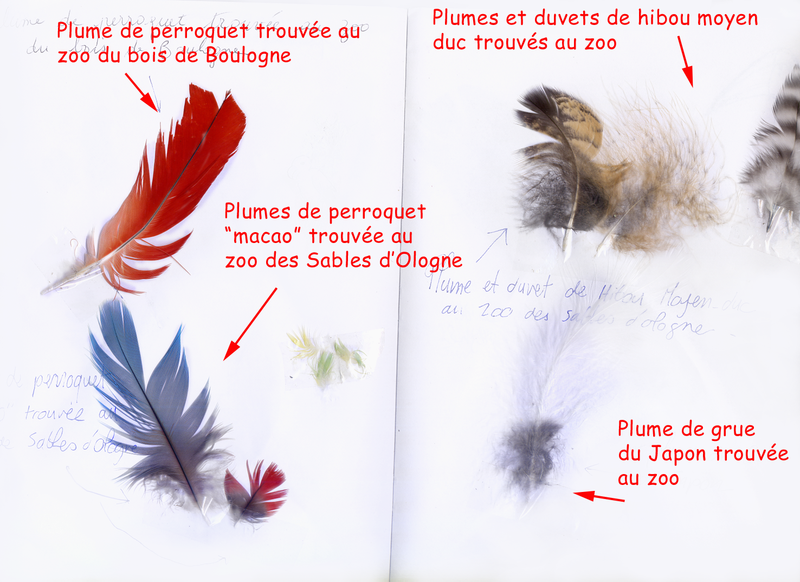 plumes_4