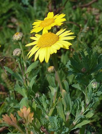 chrysanthème des moissons