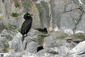 0063-Cormorans-huppés-nicheurs-sur-Bréhat