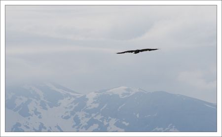 CM_vautour_montagnes_1