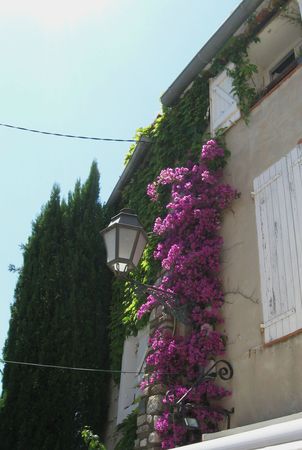 bougainvilliers 2
