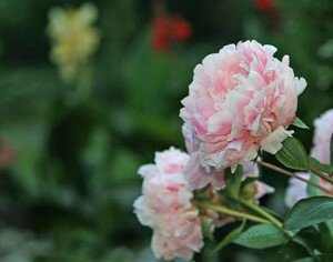 IMG_2986copie
