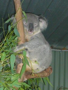 Koala_dort