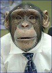 chimpanze_avec_cravate