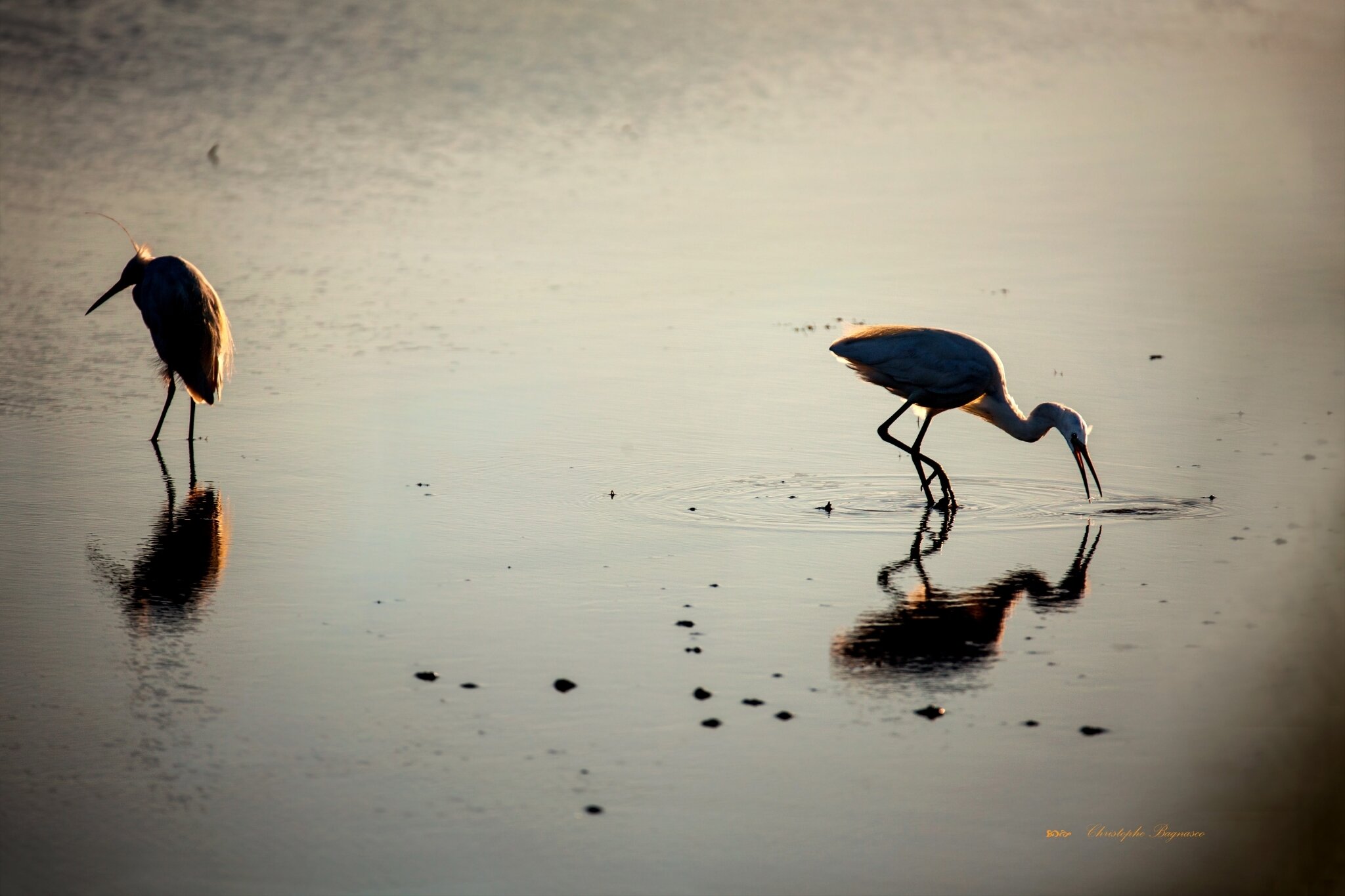 Marais au crépuscule