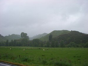 NZ_2006_303