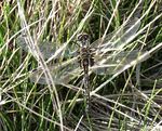 d'autres se réchauffaient dans les herbes