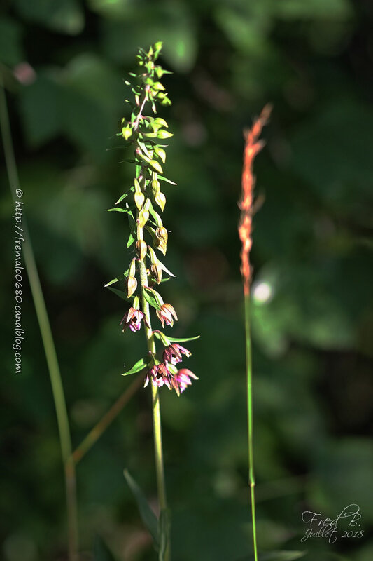 Epipactis helleborine