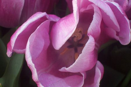 Tulipe