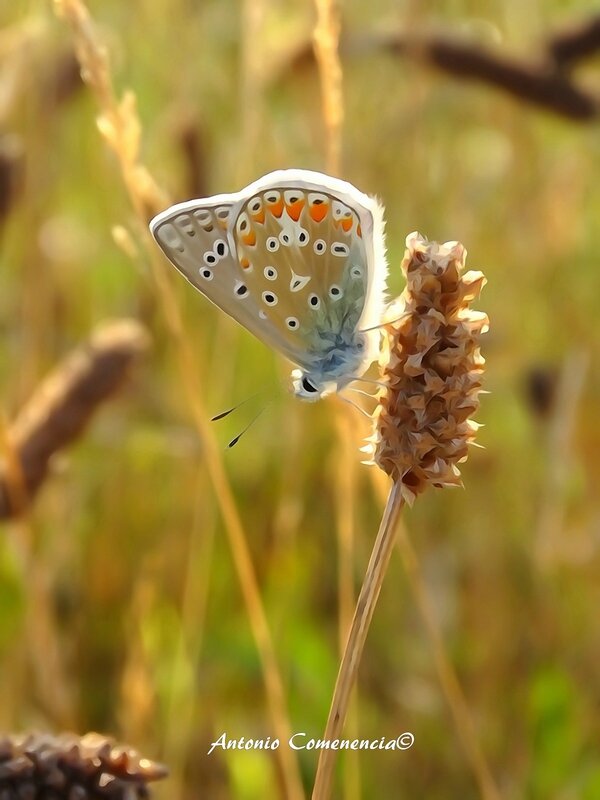 Polyommatus