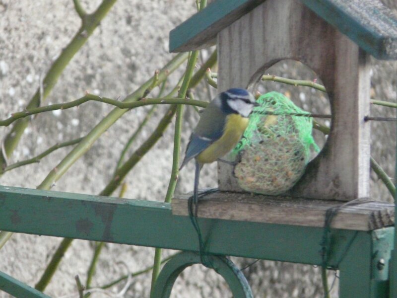 mésange