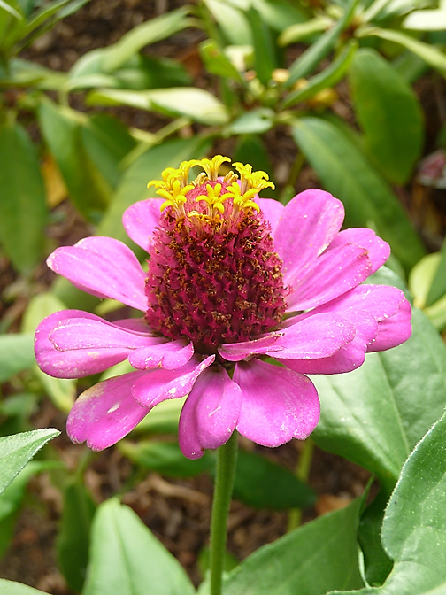 zinnias 10